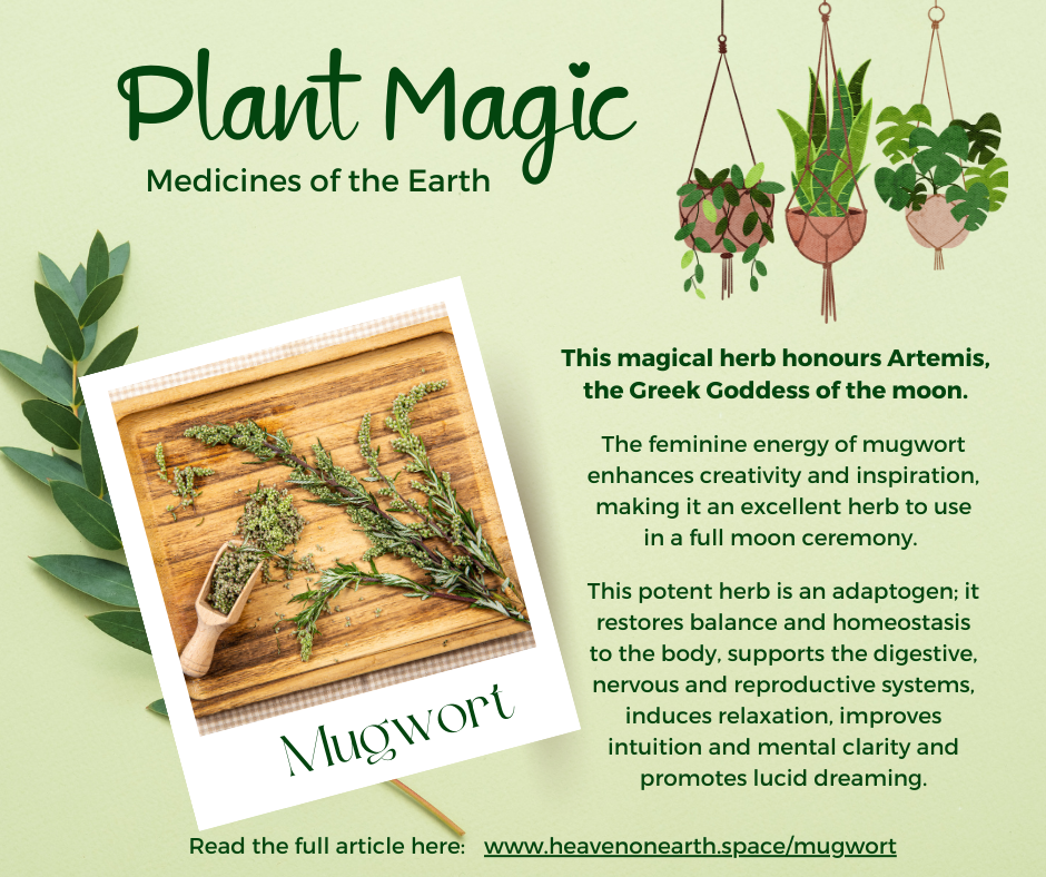 Mugwort – The Dream Weaver